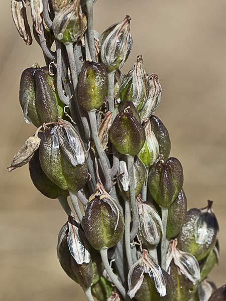 Cebolla albarrana (Drimia maritima)