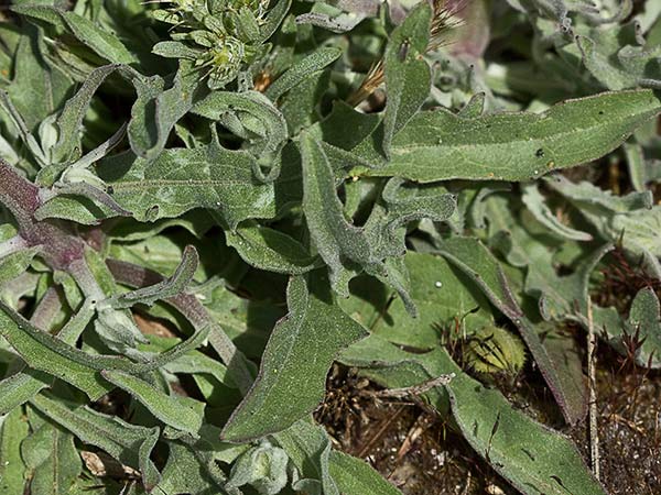 Hojas basales de la cerraja lanuda (Andryala integrifolia)