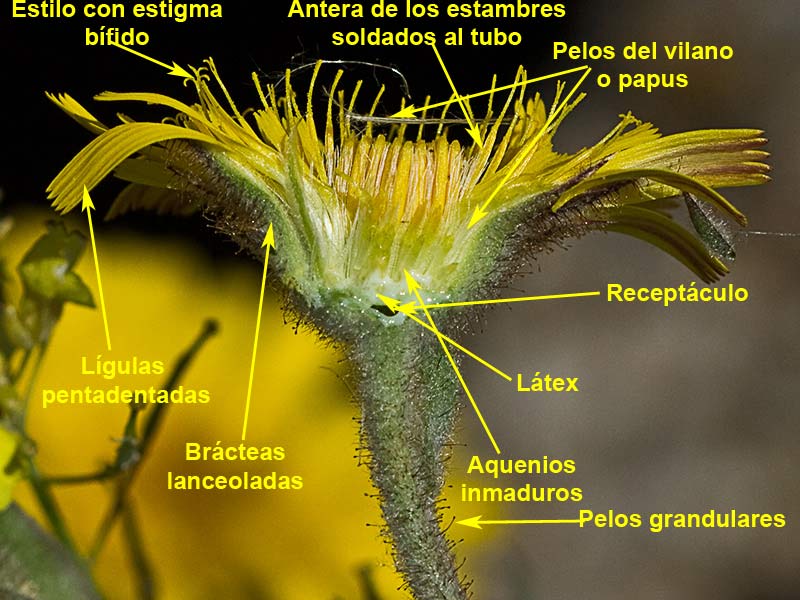 Flor de la cerraja lanuda (Andryala integrifolia)