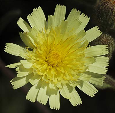 Flor de la cerraja lanuda (Andryala integrifolia)