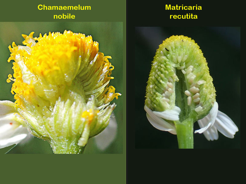 Receptáculo de la Manzanilla romana (Chamaemelum nobile) y manzanilla alemana (Matricaria recutita)