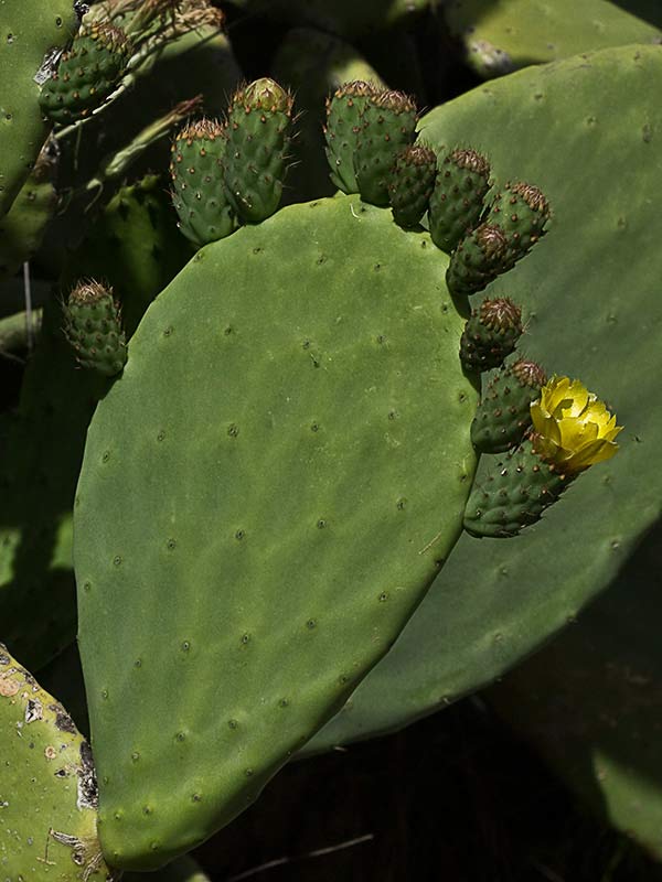 Chumbera (Opuntia ficus-indica)