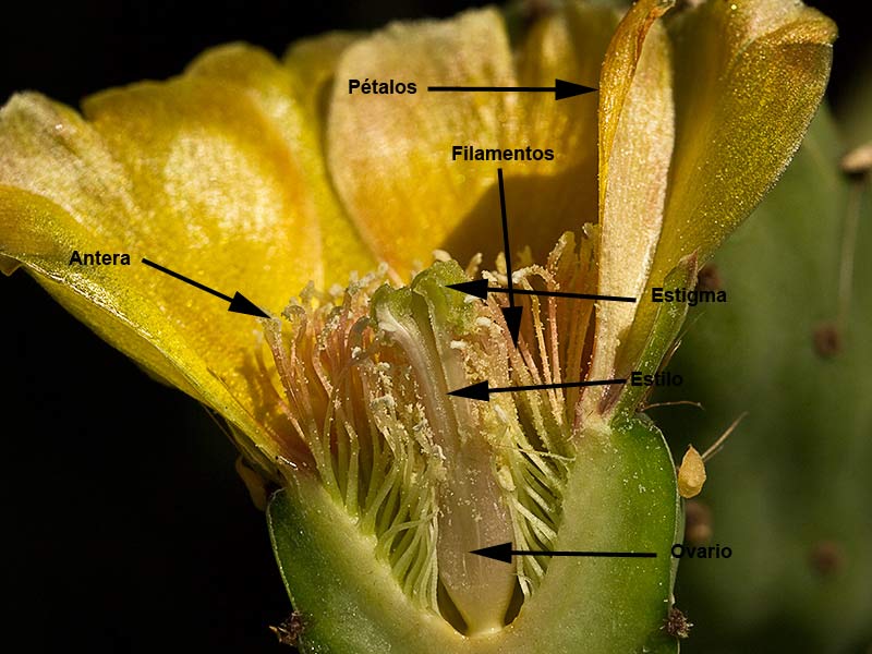 Partes de la flor de la Chumbera (Opuntia ficus-indica)