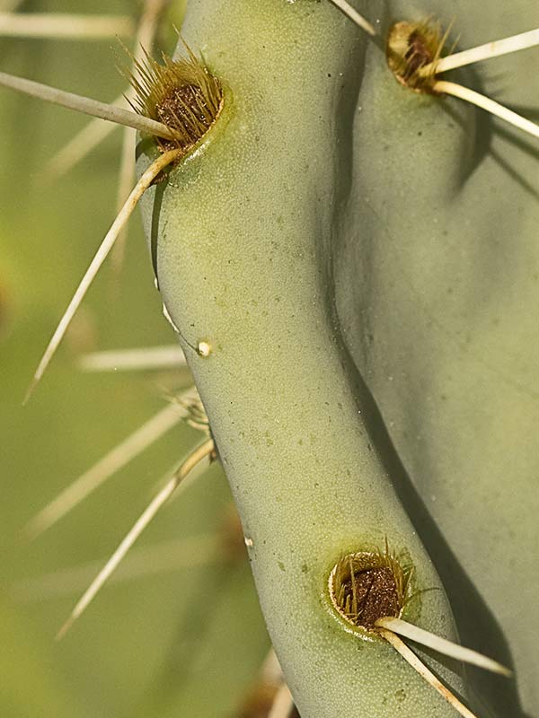 Chumbera (Opuntia ficus-indica)