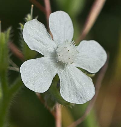 Anchusa azurea, Chupamiel blanco