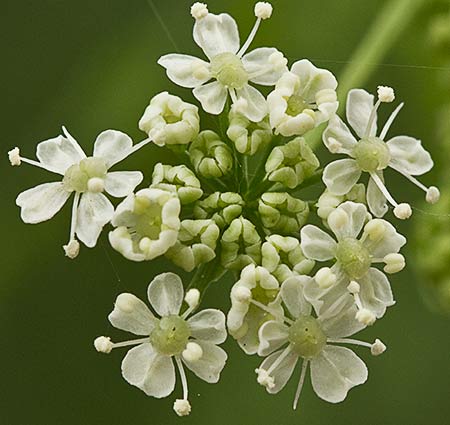 Flores de la cicuta (conium maculatum)