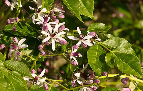 Flores del cinamomo (Melia azedarach)