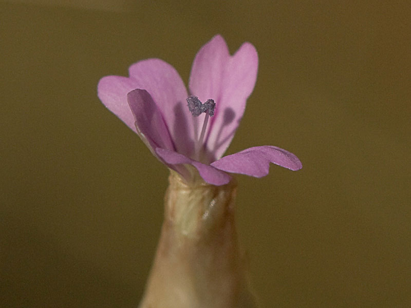 Clavelito silvestre (Petrorhagia dubia)