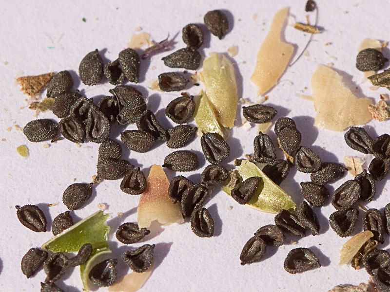 Semillas  equinuladas, con papilas cónicas de la Clavelina silvestre, Petrorhagia dubia
