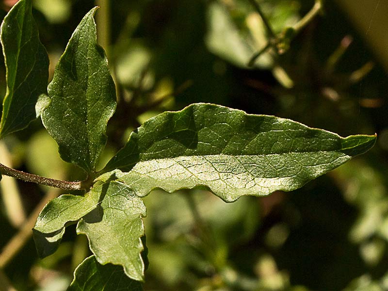 Clemátide acampanada (Clematis campaniflora)