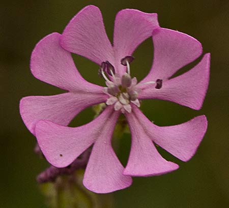 Flor de la colleja rosa (Silene colorata)