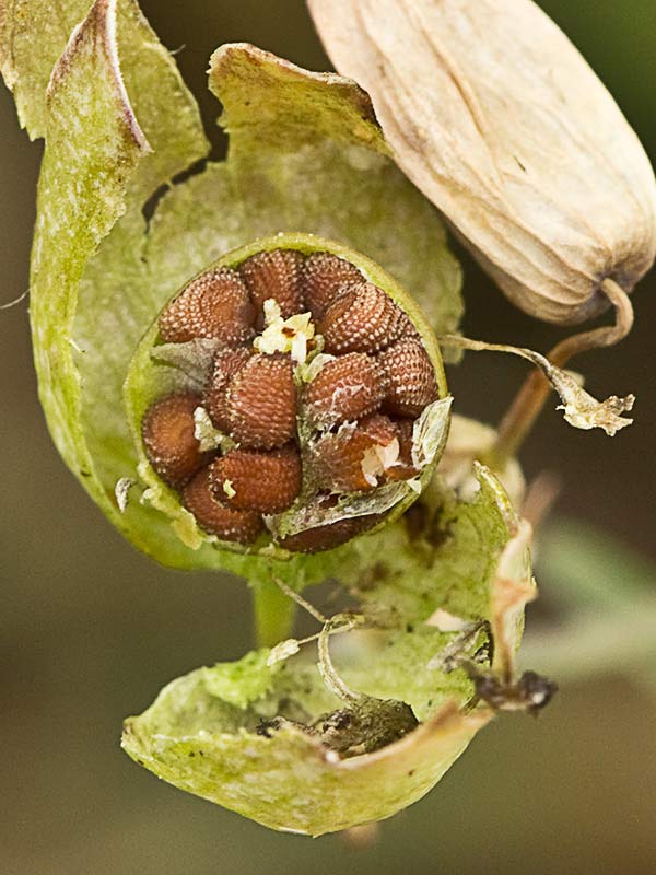 Cápsulas de collejas y sus semillas (Silene vulgaris)