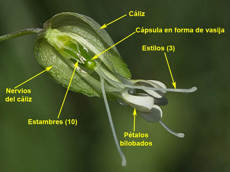 Detalle de una Cápsula de las Collejas (Silene vulgaris)