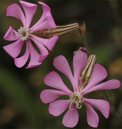 Colleja rosada (Silene colorata)