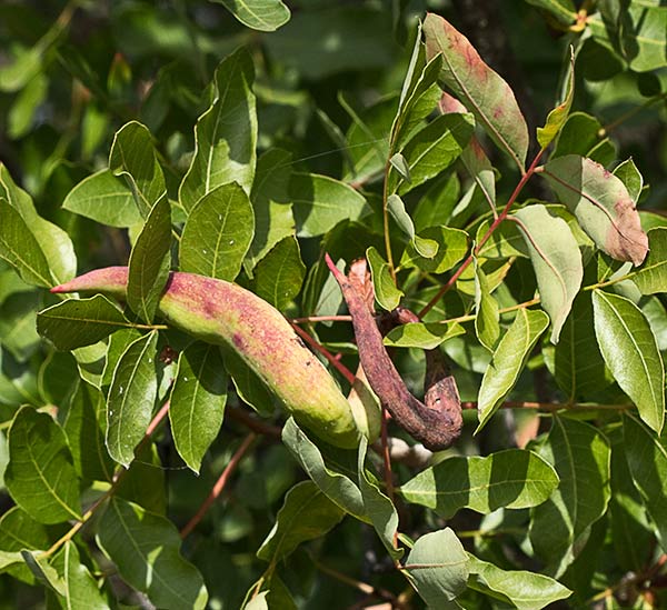 Cornicabra o terebinto (Pistacia terebinthus)