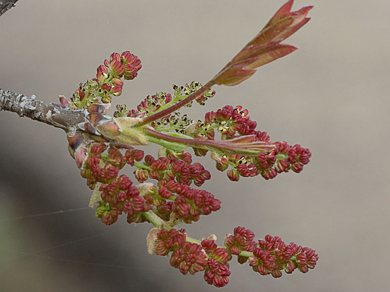 Cornicabra o terebinto (Pistacia terebinthus)