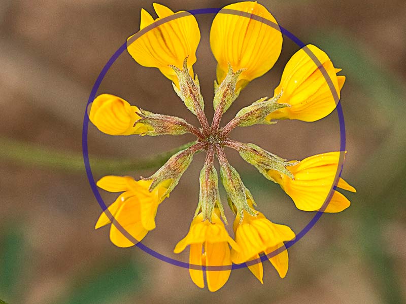 Simetría radial de las flores de lacoronilla juncacea