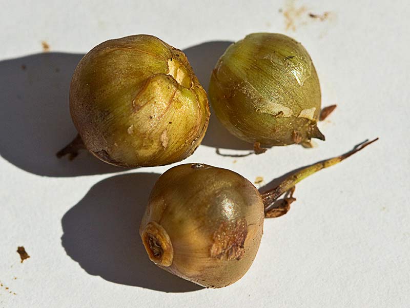 Cápsulas del fruto aún verde de la Correhuela mayor (Calystegia sepium)