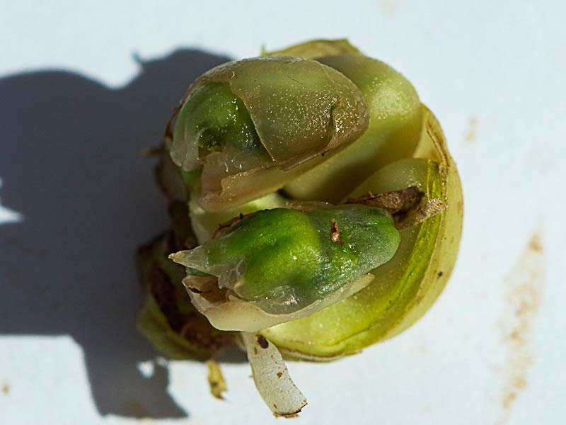 Cápsulas del fruto, con semillas, aún verde de la Correhuela mayor (Calystegia sepium)