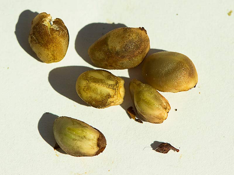 Semillas inmaduras de la Correhuela mayor (Calystegia sepium)