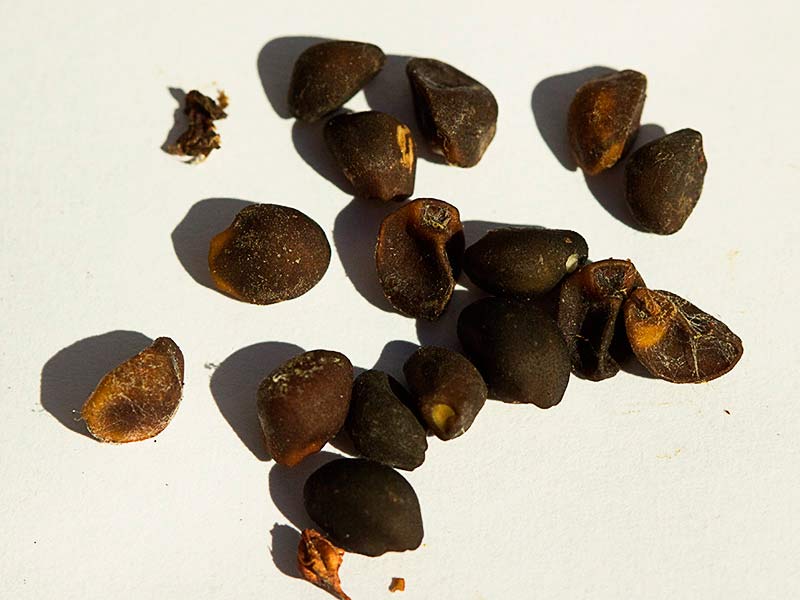 Semillas secas de la Correhuela mayor (Calystegia sepium)
