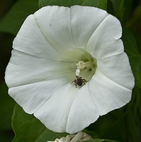 Correhuela mayor (Calystegia sepium)