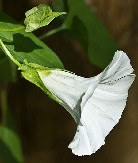Correhuela mayor (Calystegia sepium)
