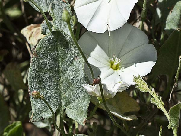 Flores de la Campanilla (Convolvulus arvensis)