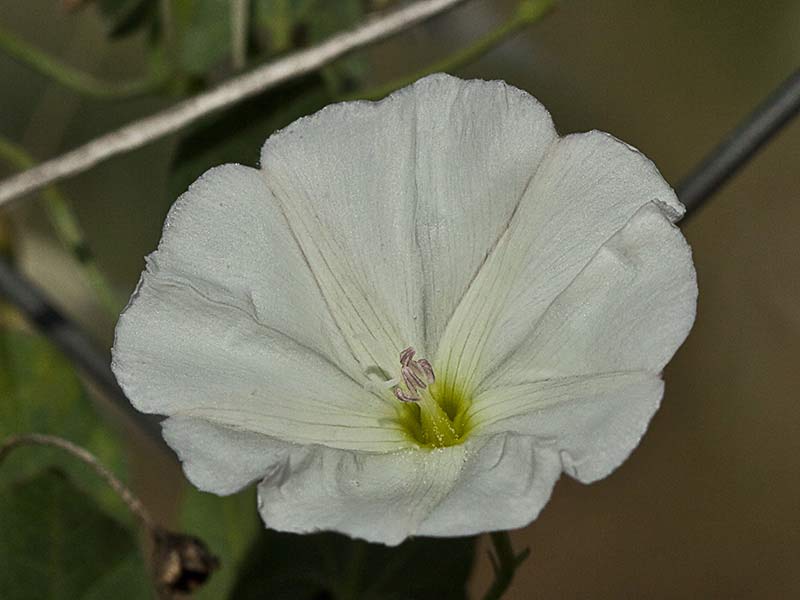 Flores de la Campanilla (Convolvulus arvensis)