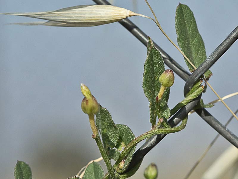 Campanilla (Convolvulus arvensis)