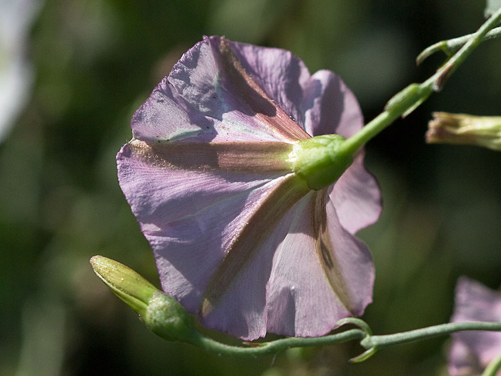 Vista posterior de la flor de la Campanilla (Convolvulus arvensis)