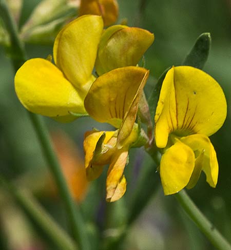 Cuernecillo (Lotus corniculatus)