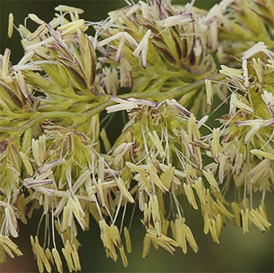 Dactilo flores (Dactylis glomerata subsp hispanica)