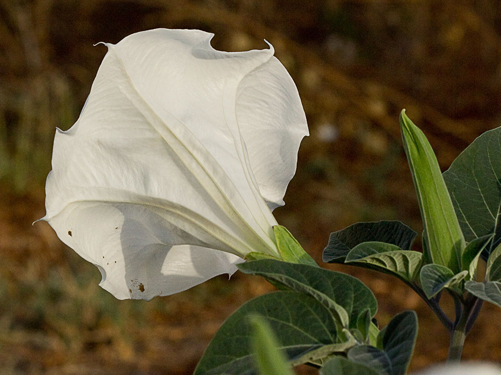 Flor de la Datura wrightii