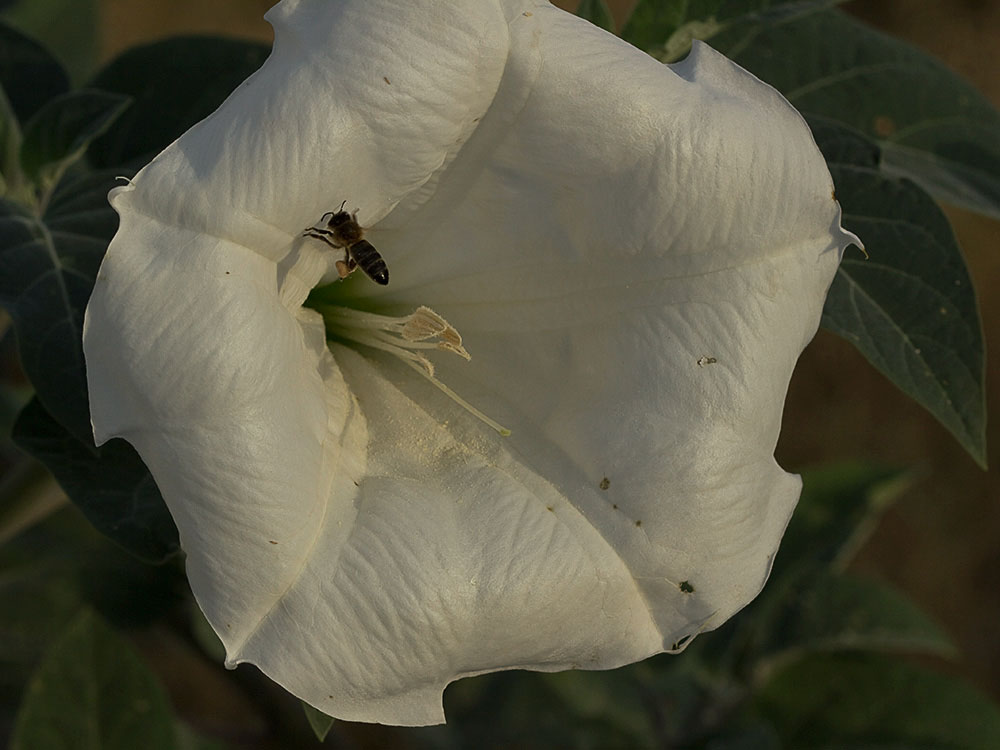 Flor de la Datura wrightii