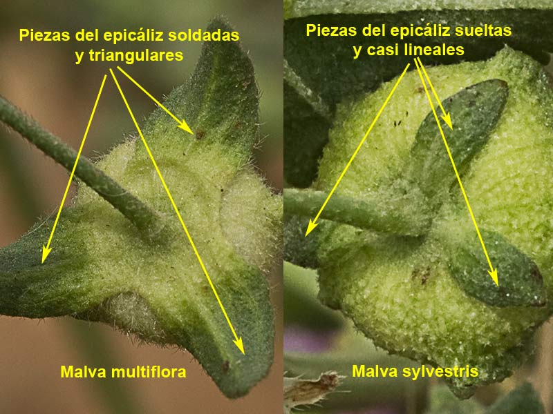 Diferencias en el epicáliz de la Malva multiflora y la Malva sylvestris 