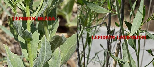 Lepidium Draba y Lepidium Latifolium