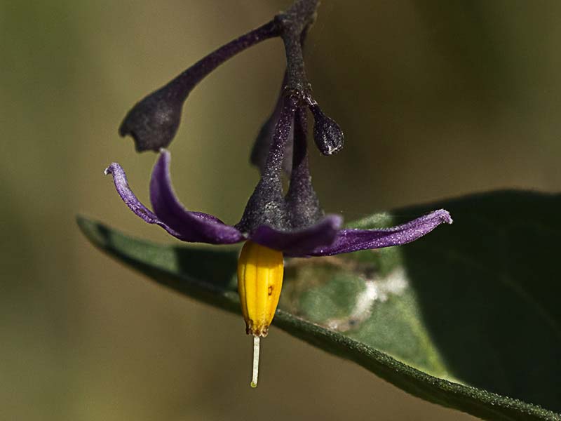 Dulcamara o matagallinas (Solanum dulcamara)
