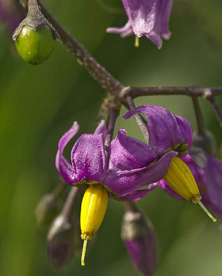 Dulcamara o matagallinas (Solanum dulcamara) 