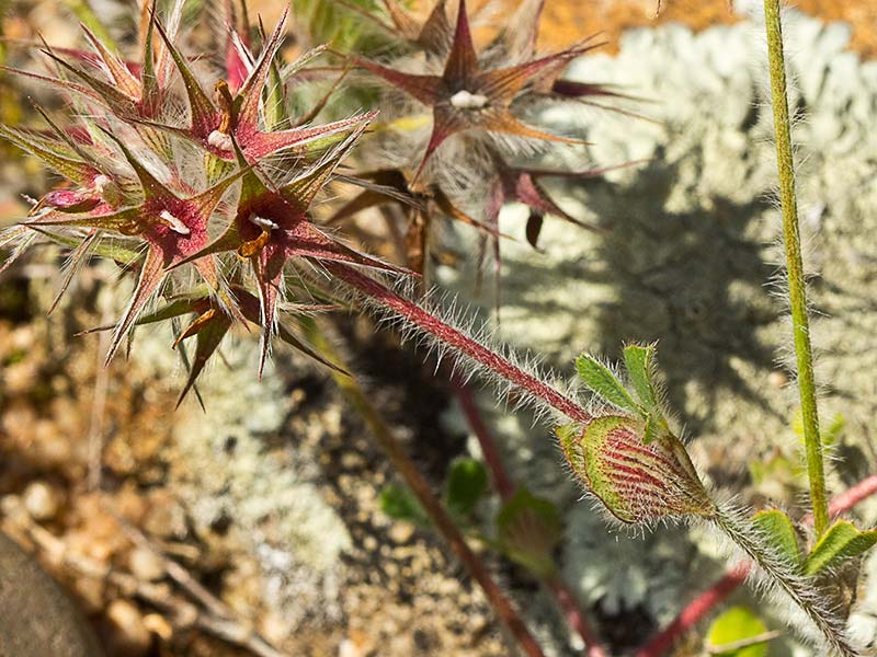 Infloresecencia del trébol estrellado (Trifolium stellatum)
