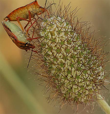 Fruto de la escabiosa (Scabiosa columbaria)
