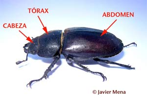Partes del cuerpo de un escarabajo