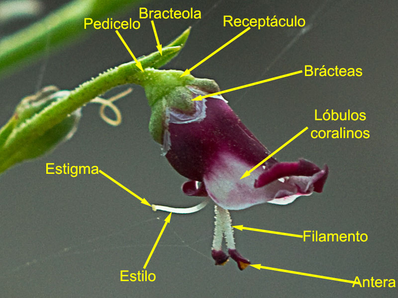 Estructura de la flor de la Escrofularia canina (Scrophularia canina)