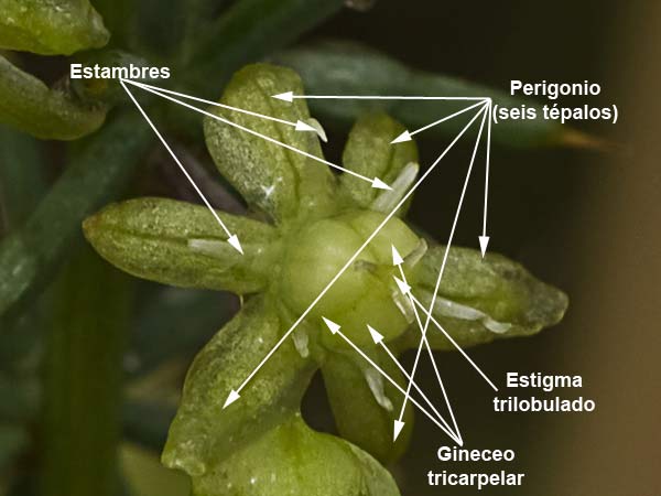 Estructura de la Flor de esparraguera (Asparagus acutifolius)