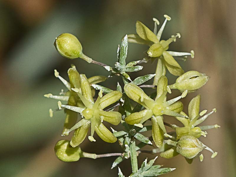 Flor de esparraguera (Asparagus acutifolius)