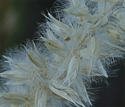 Espiguilla de seda flores (Melica ciliata)