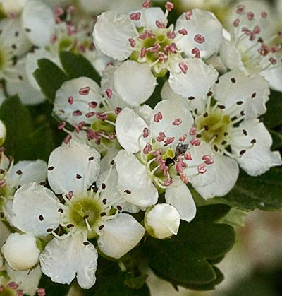 Flores del espino blanco
