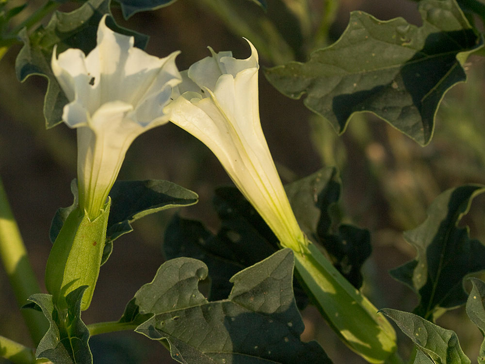 Flores del Estramonio (Datura stramonio)
