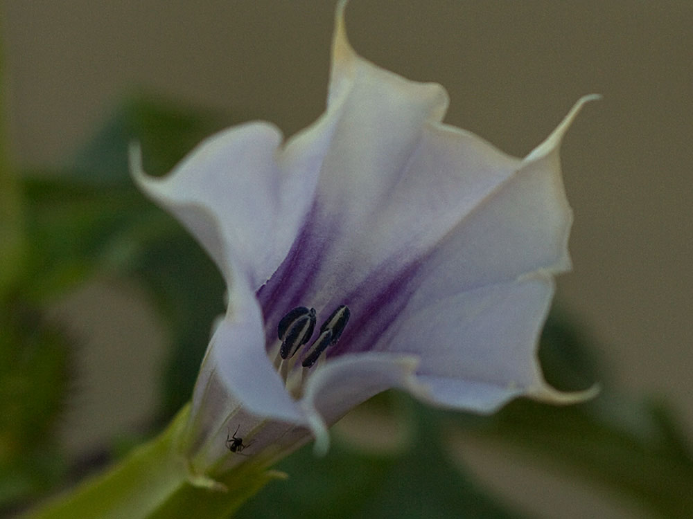 Flor con organos reproductores del Estramonio (Datura stramonio)