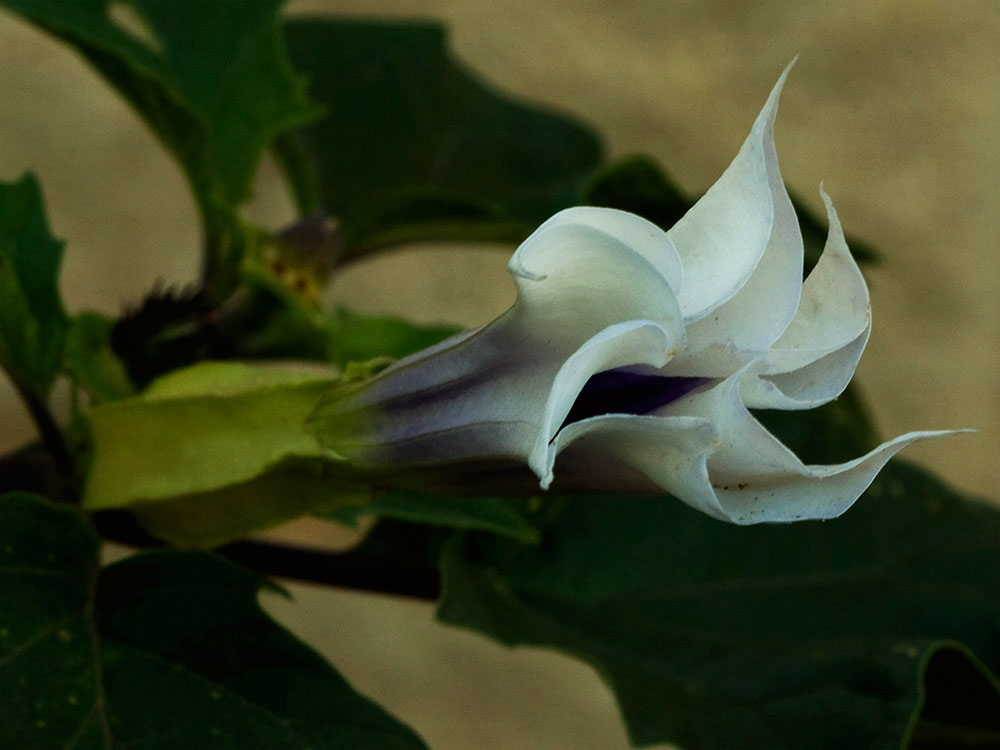 Flor del Estramonio (Datura stramonio)